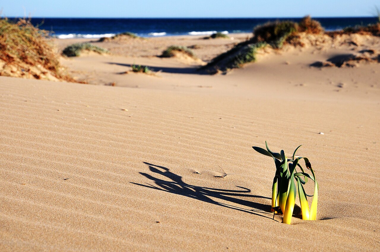 Playa del Carabassí (Gran Alacant) — Аліканте