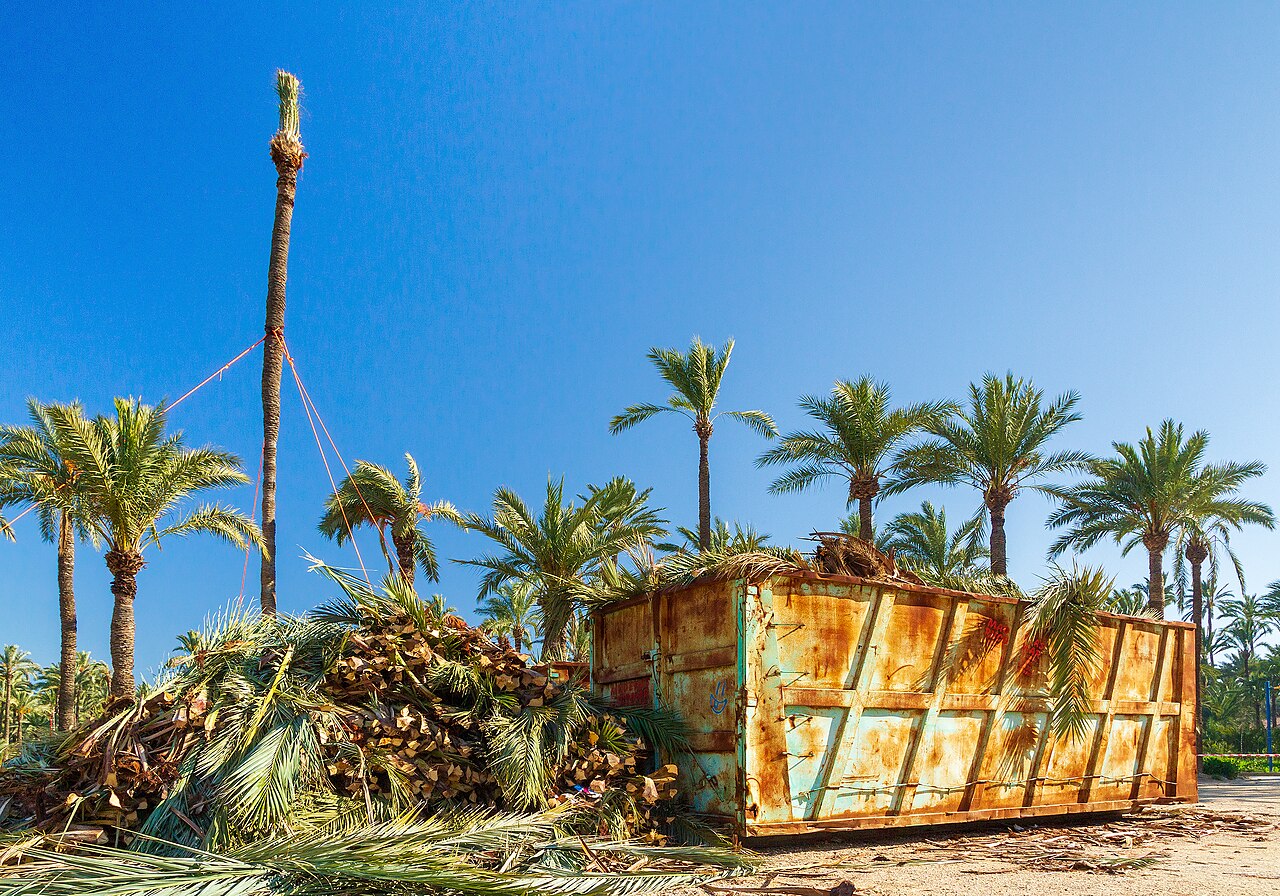 Palmeral de Orihuela — Оріуела